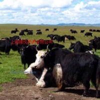 供應(yīng)西域牦牛餡