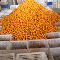 供應(yīng)桔片罐頭系列