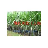 供應(yīng)蔗糖酯