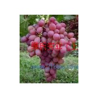 供應(yīng)葡萄皮紅