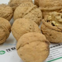 供應(yīng)核桃_核桃批發(fā)價格_薄皮核桃_茂聯(lián)核桃批發(fā)商