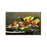 供應(yīng)莧菜紅色素