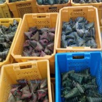 供應(yīng)各種顏色粽子扎線