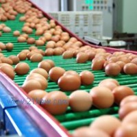 供應雞蛋