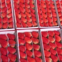 供應草莓