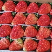 基地直發(fā)草莓