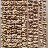 云南103號核桃仁