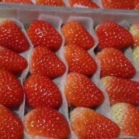 廠家直銷草莓