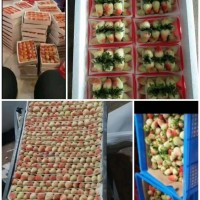 草莓原產地直發(fā)