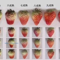 云南草莓產地直發(fā)，商用草莓