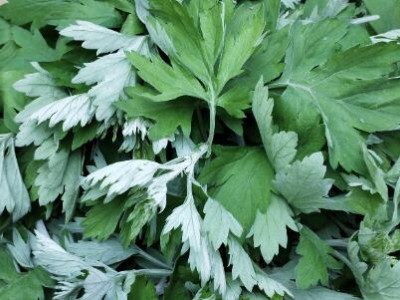 求購青團(tuán)用艾草汁