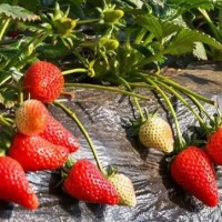 云南草莓  產(chǎn)地直發(fā)！