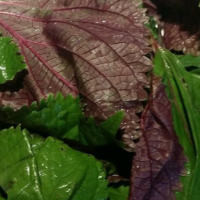 求購紫蘇碎、蘋果片