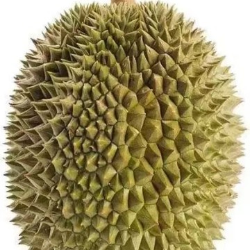 馬來西亞蘇丹王榴蓮D24