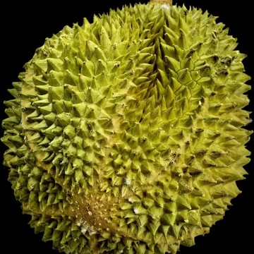 馬來西亞貓山王榴蓮D197